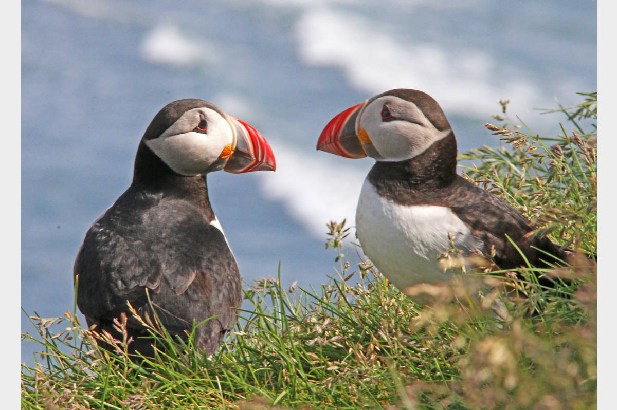 Puffins