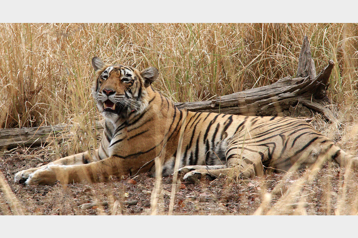 Ranthambore np