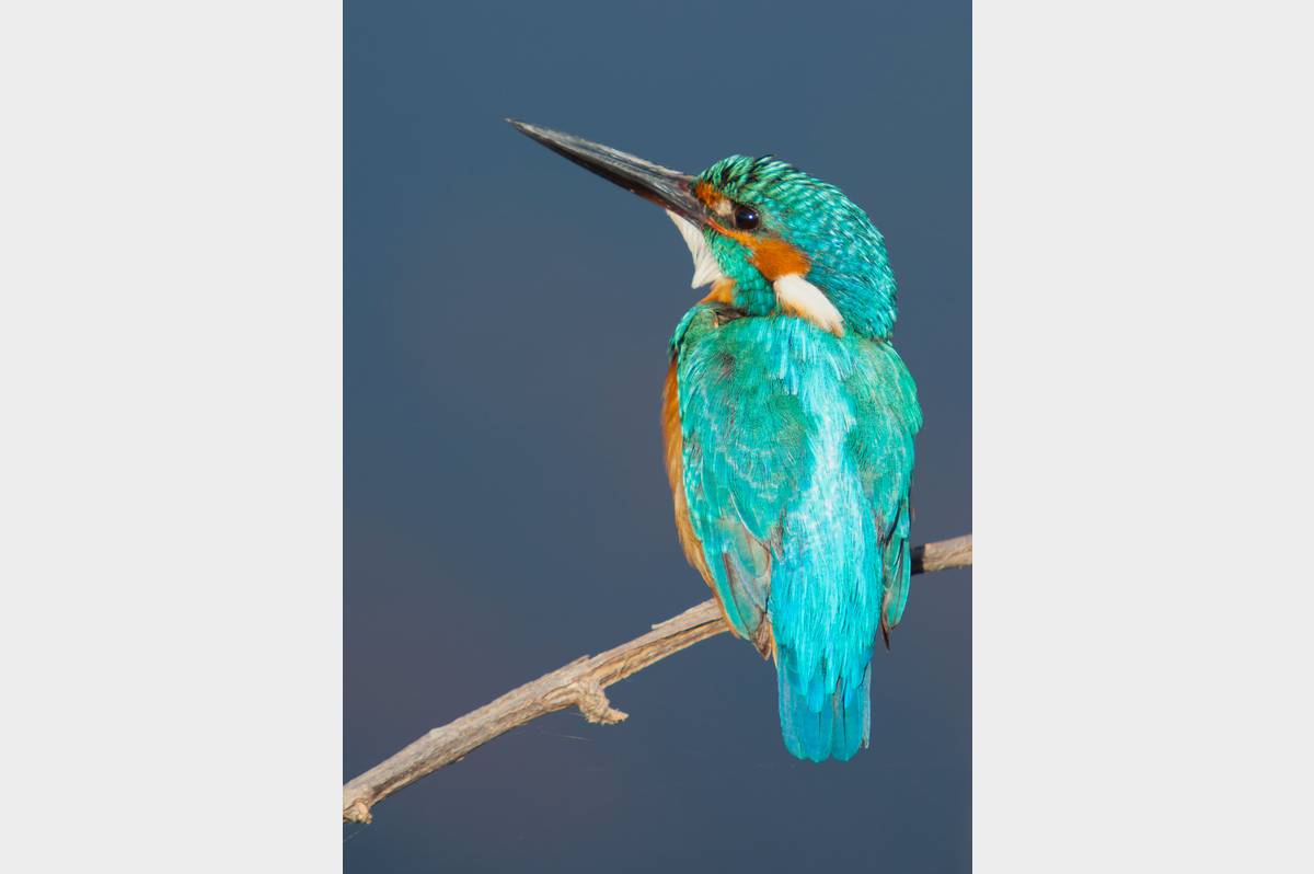 Ijsvogel