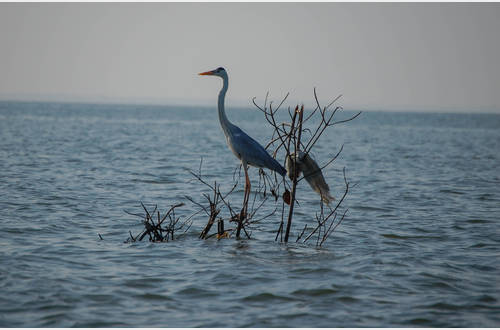 Sri lanka 2 1