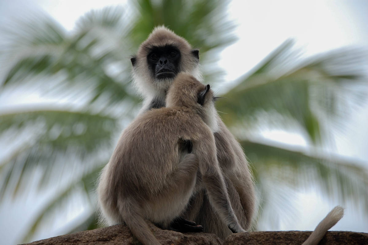 Sri lanka 3 1