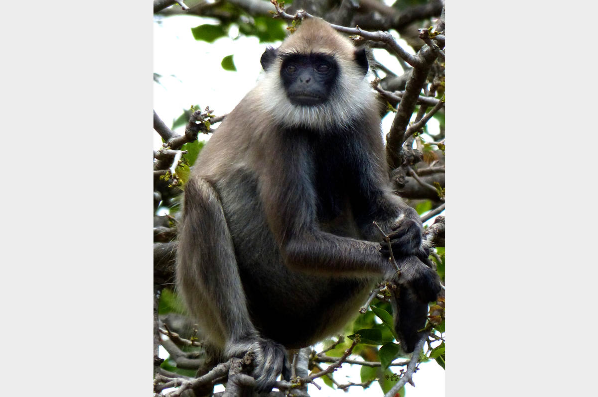 Grey langur 