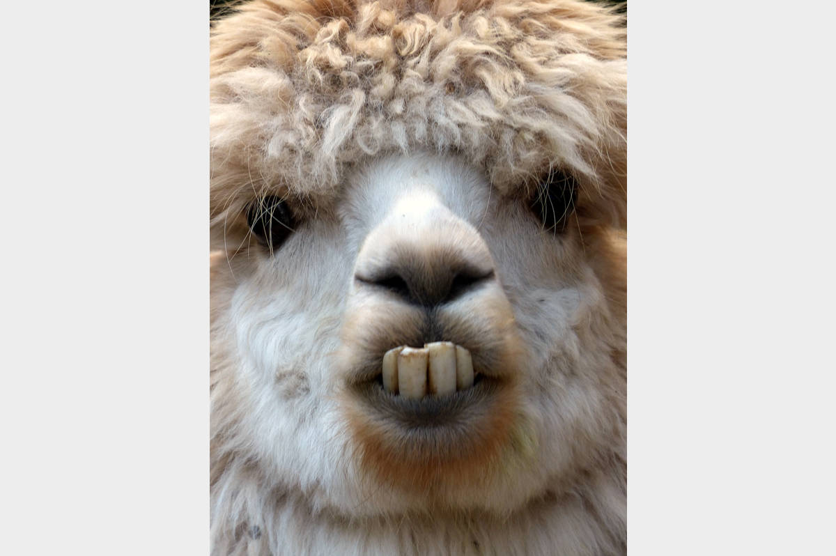 Lama 