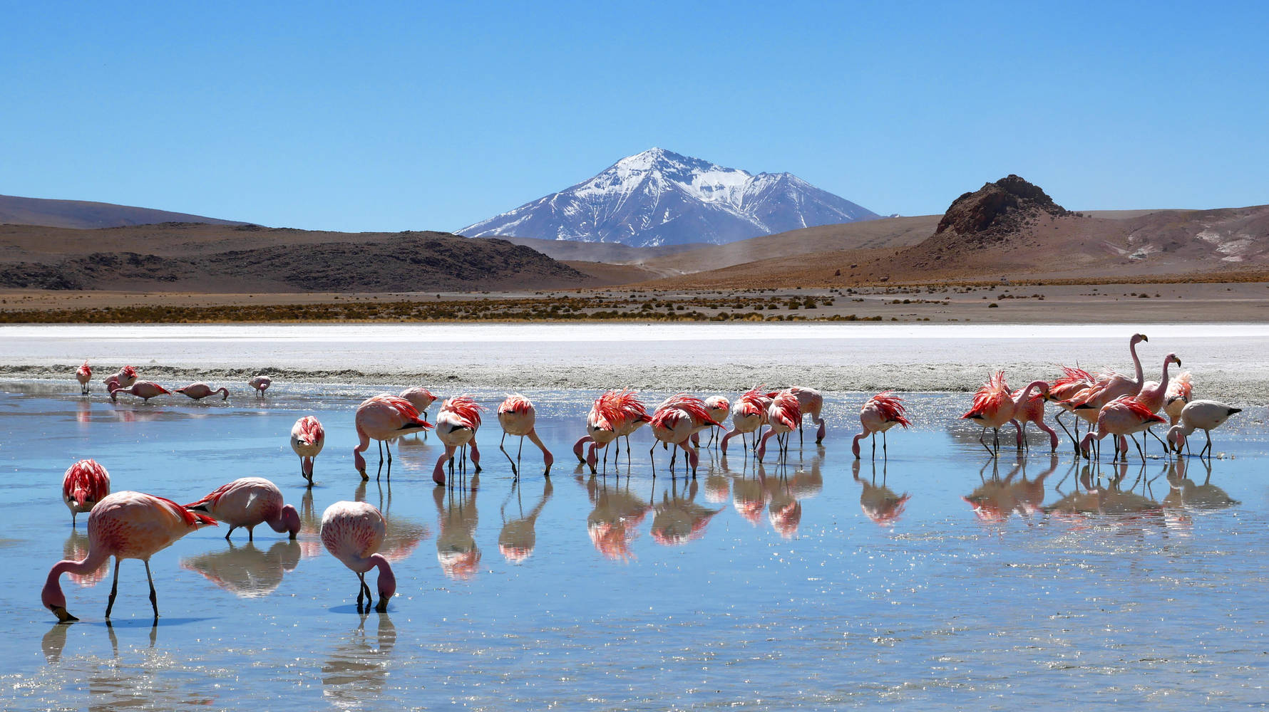 Flamingos_in_Laguna_Hedionda_located_near_the_Uyuni_Salt_Flat