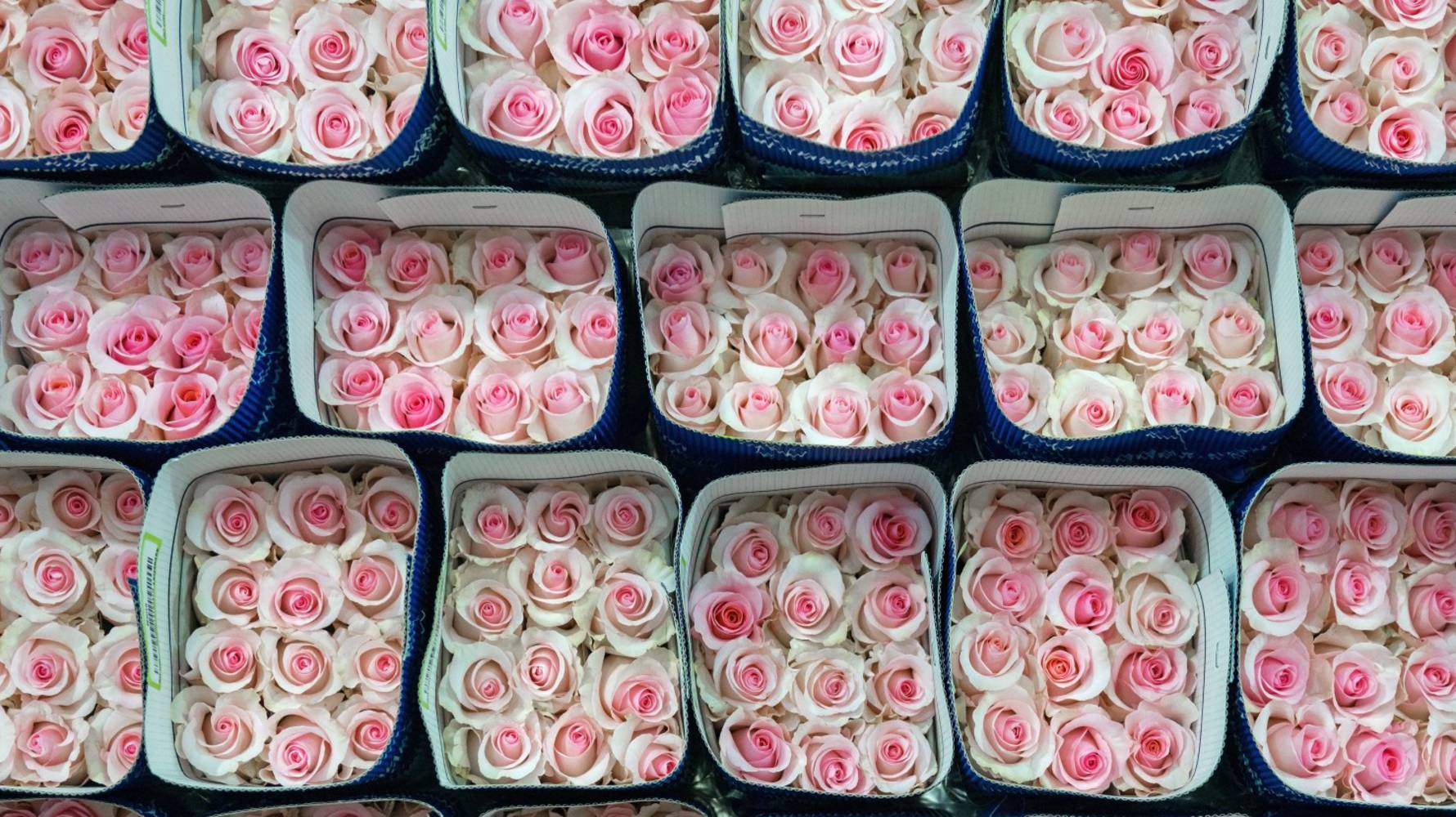 Pink_and_white_roses_packed_for_international_export._The_roses_are_produced_in_Tabacundo_and_Cayambe__north_of_Quito__Ecuador._(Large)