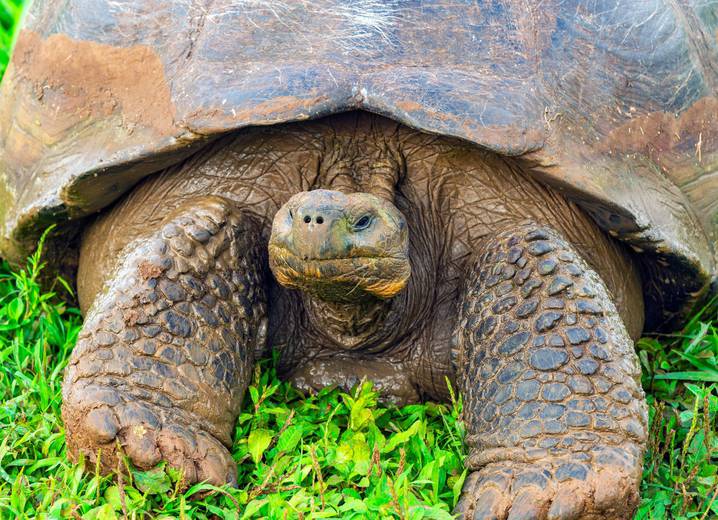Giant_Galapagos_Tortoise_Portrait_6000_-_Sébastien_(Large)