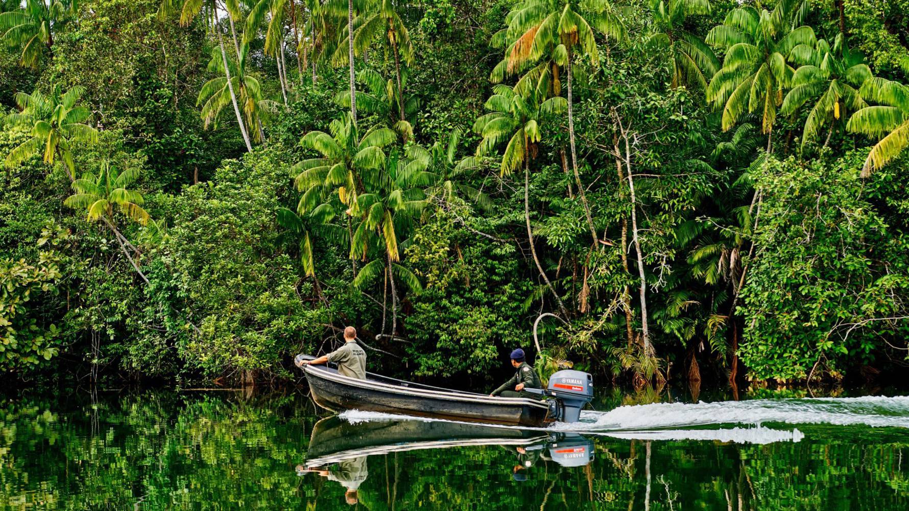 Mangrove_by_boat_2_(Large)
