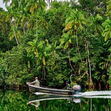 Mangrove_by_boat_2_(Large)