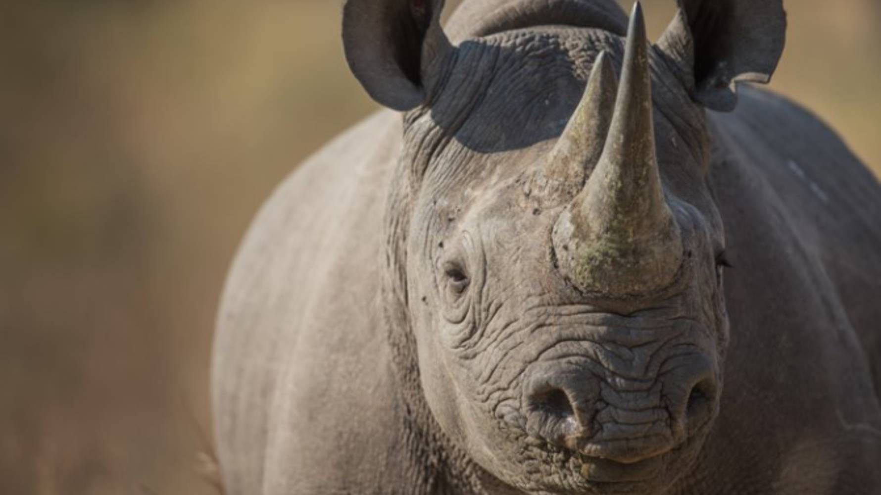 Rhino_Conservation_project