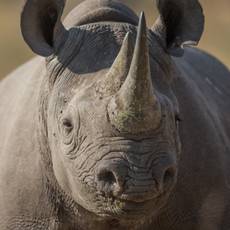 Rhino_Conservation_project