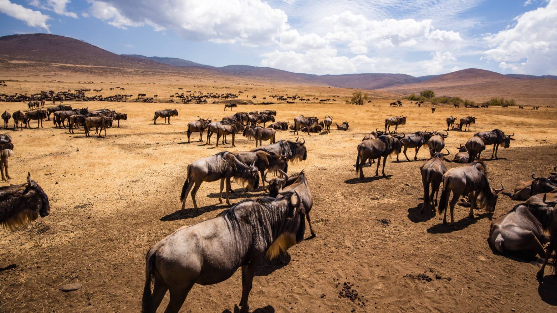 Ngorongoro_Crater_wildebeest_(Large)