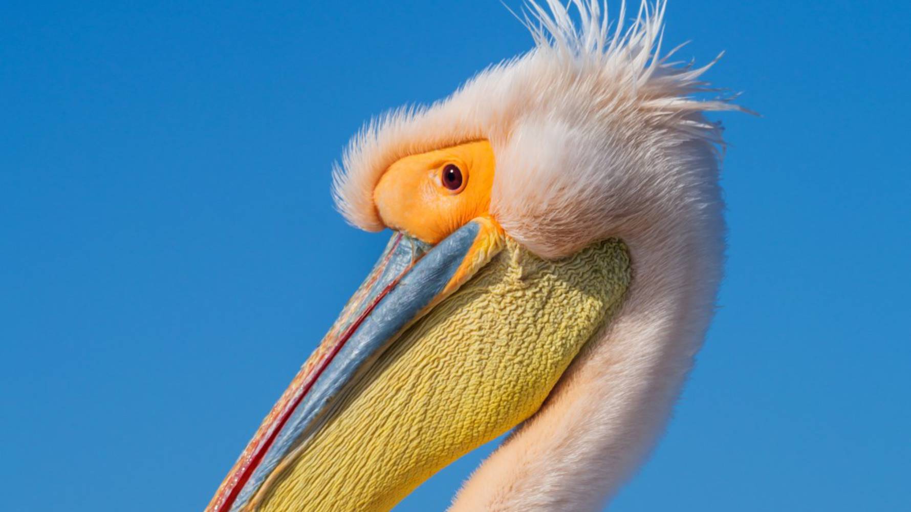 Great_White_Pelican_(Large)