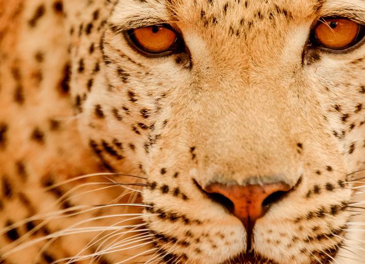 close_up_leopard_(Large)