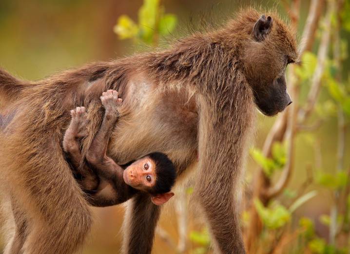 Baboon_with_baby_l