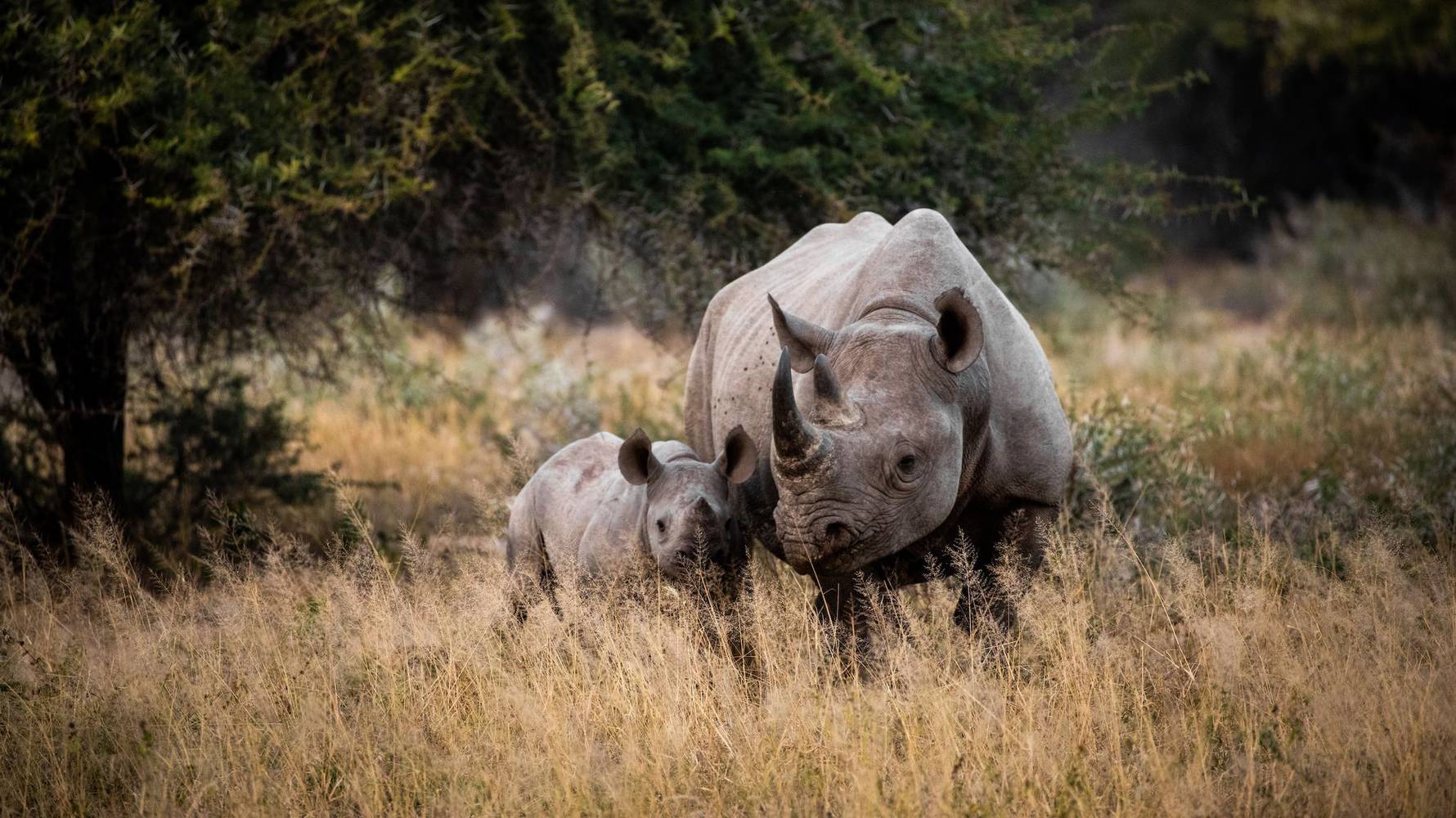 Rhino_mum_and_baby_Kruger_Park