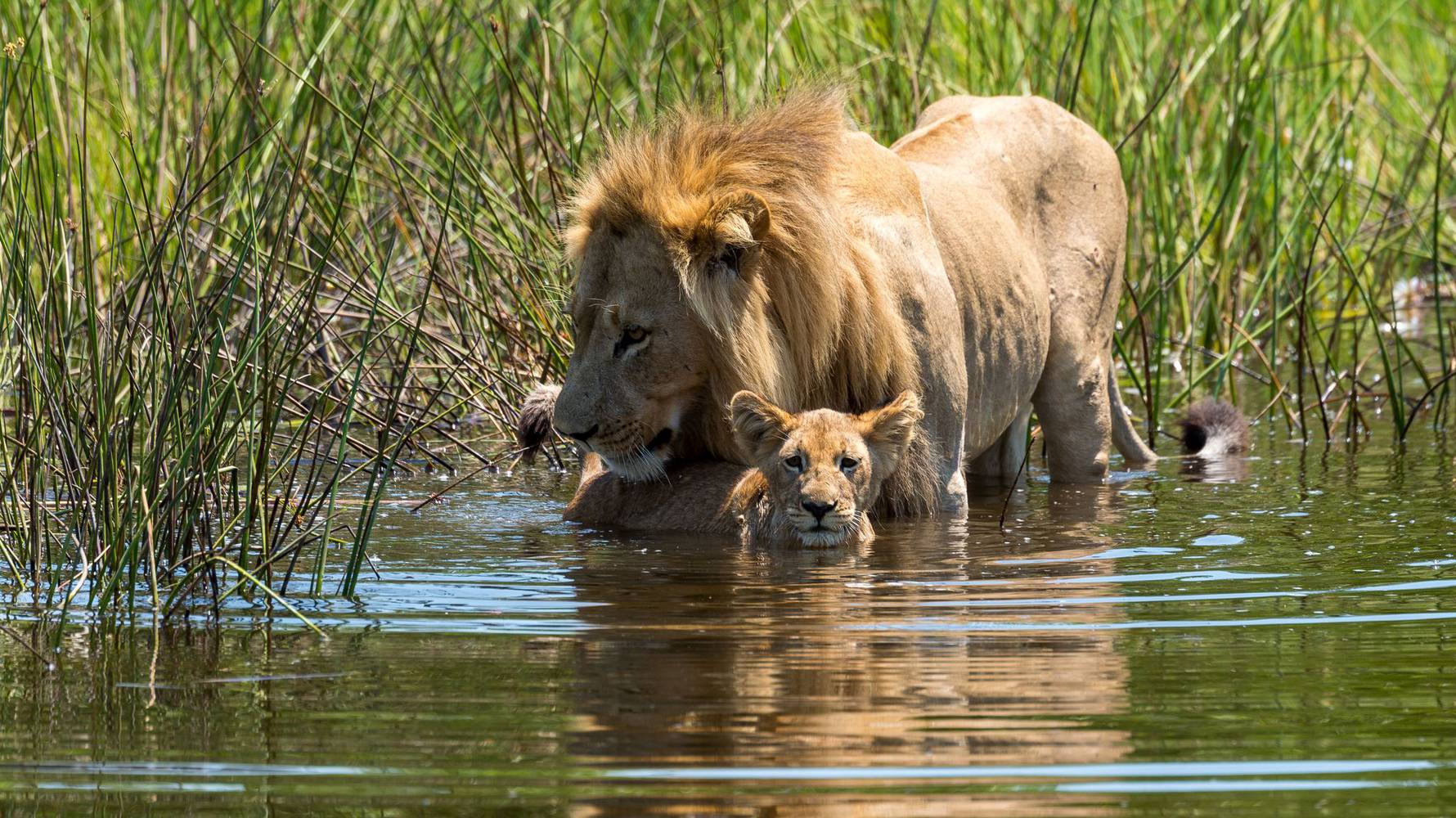 Lion_with_cub_in_water_L
