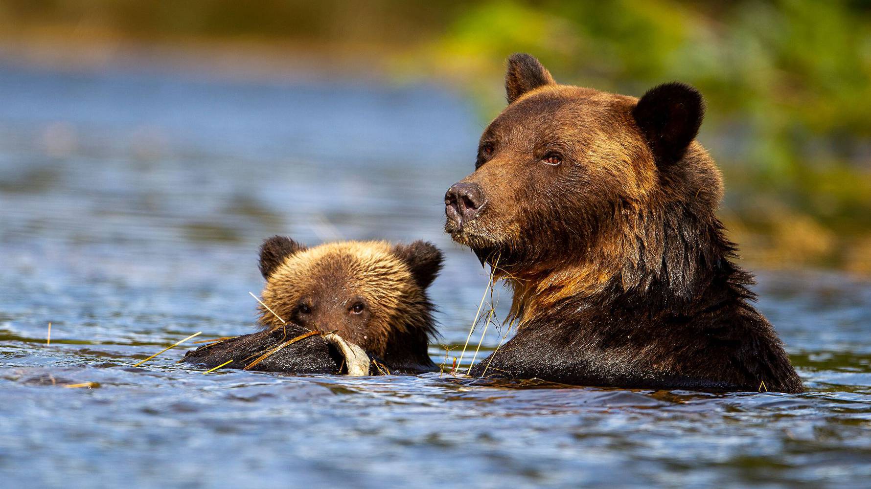 shutterstock_1942059676_mother_and_cub_bear_L