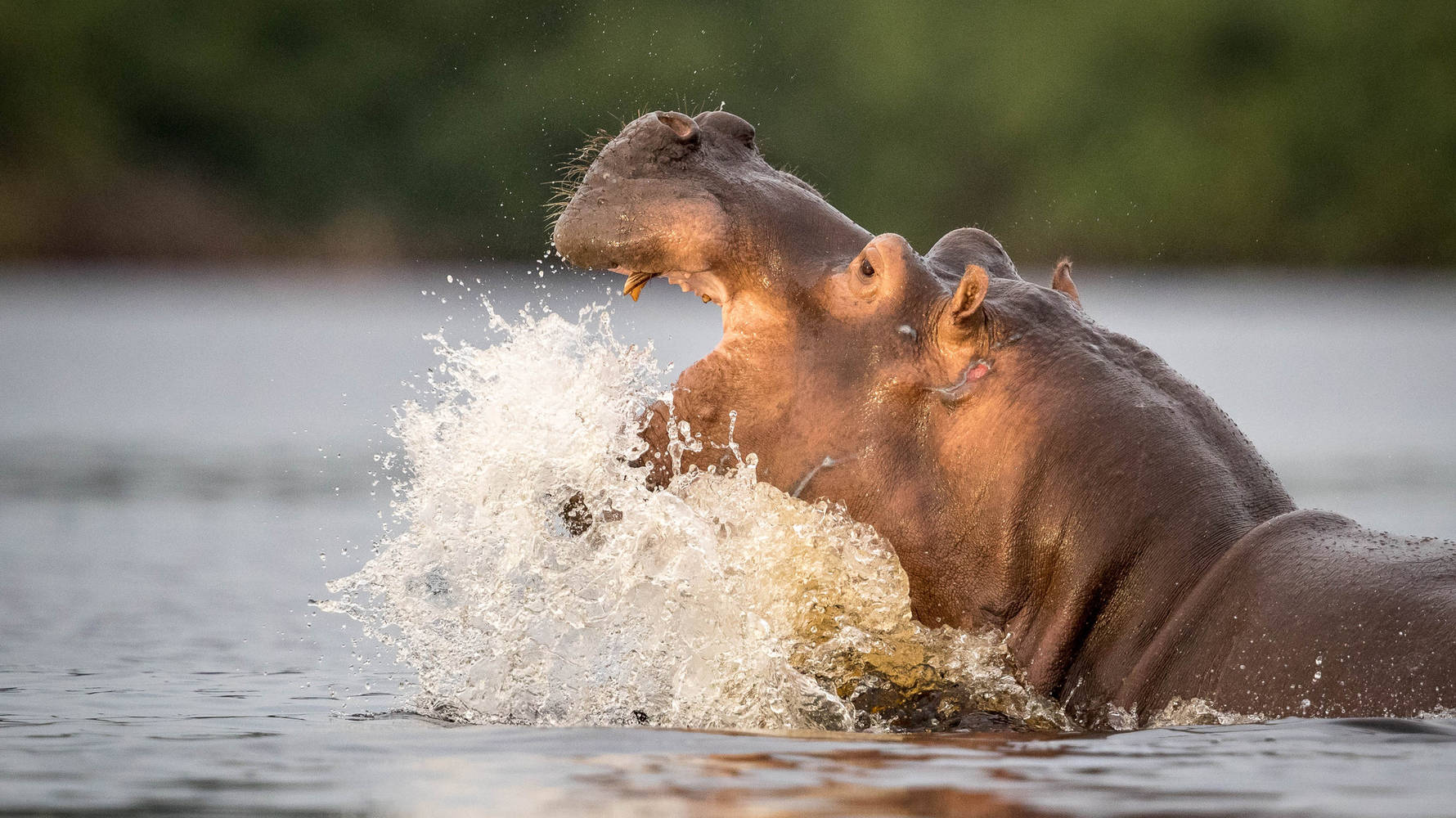 Hippo_Iguela_Lagoon_(2)