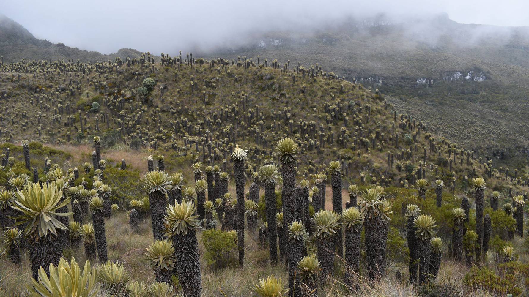 dag_5_shutterstock_2423554297_Paramo_de_Murillo__Tolima_website