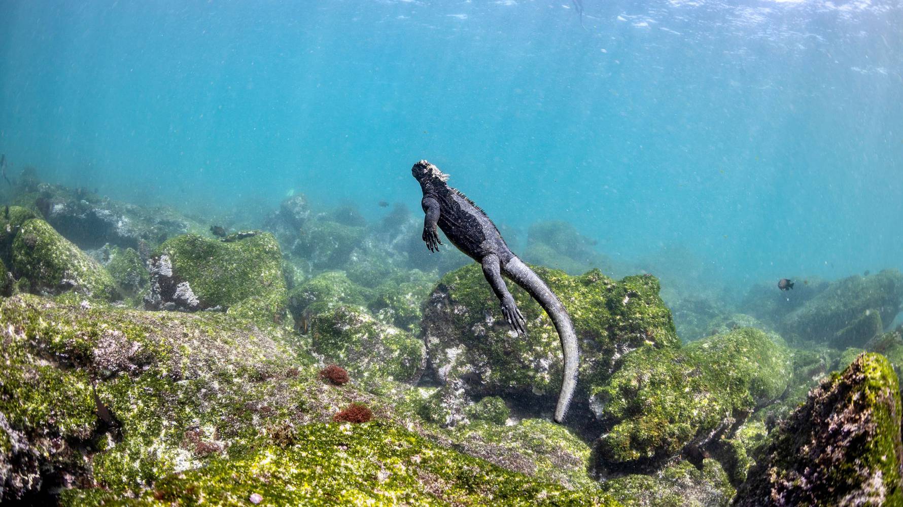 shutterstock_2367641051_Marine_Iguana_Galapagos_website