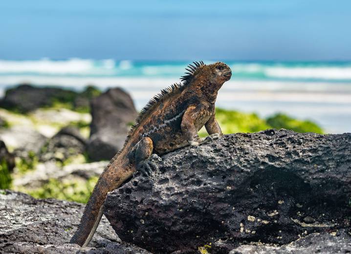 Cover shutterstock 1510572896 galapagos iguana   santa cruz island