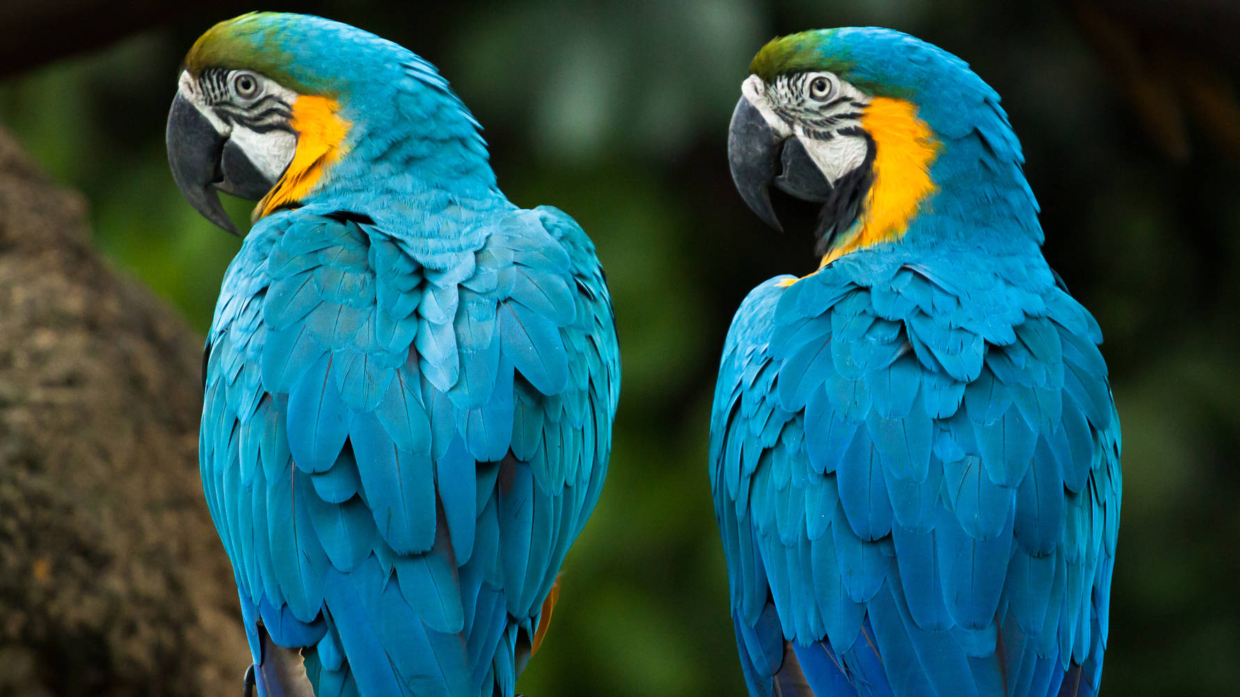 shutterstock_371505799_ara_parrot