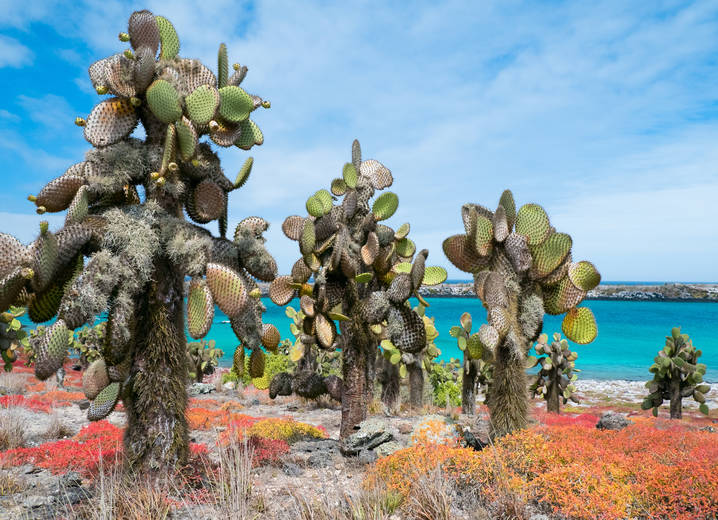 cover_3._shutterstock_136326287_Galapagos_South_Plaza_Island