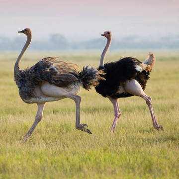 shutterstock_346685285
