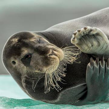 zeehond