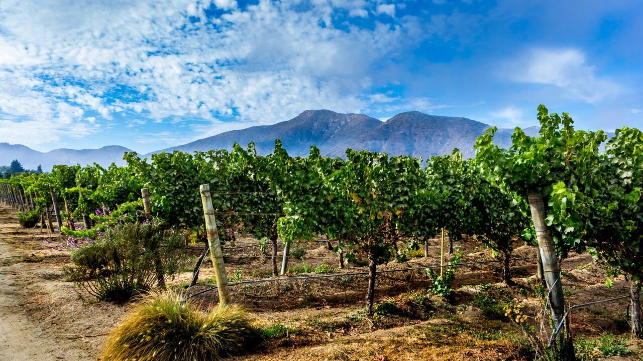 Casablanca_region_vineyard_shutterstock_1199232439_(Large)