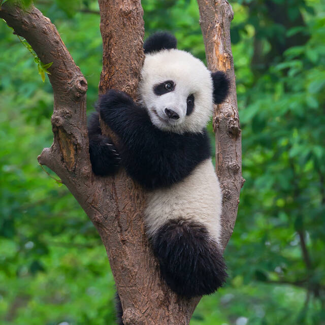 Chengdu_-_shutterstock_201006434