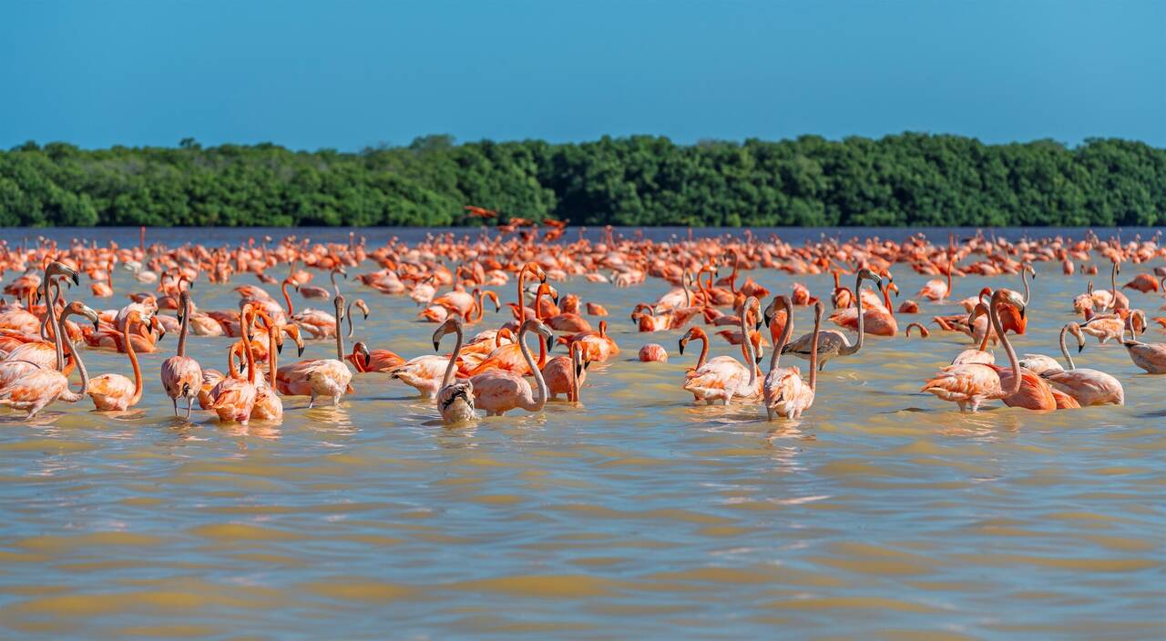 American_Flamingo_Flock_Celestun_Mexico_6500_L_cover