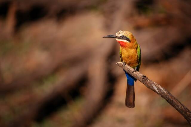 shutterstock_1292733547_L_white_fronted_bee_eater_kwando_river