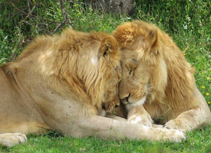 lion_brothers_Serengeti
