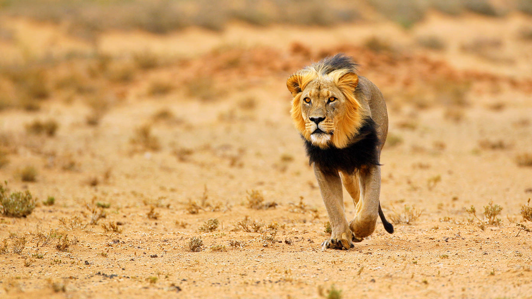 shutterstock_175620494_-_lion_walking_in_kalahari