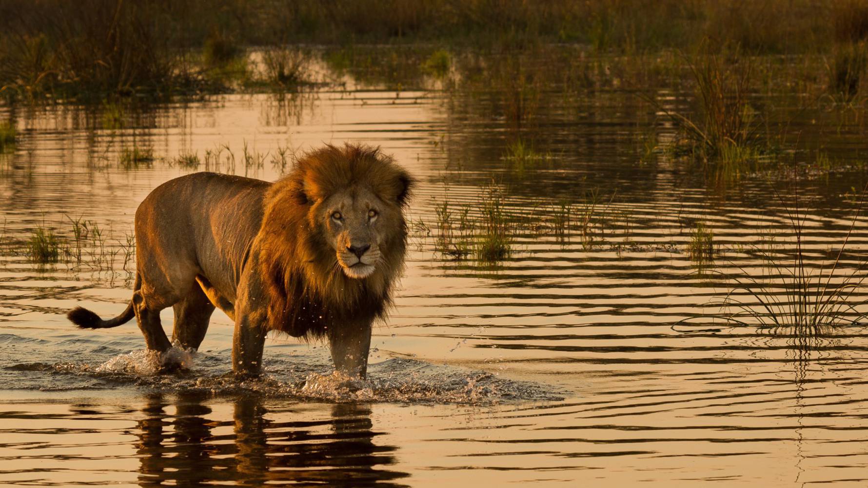 Male_lion_in_water_(Large)