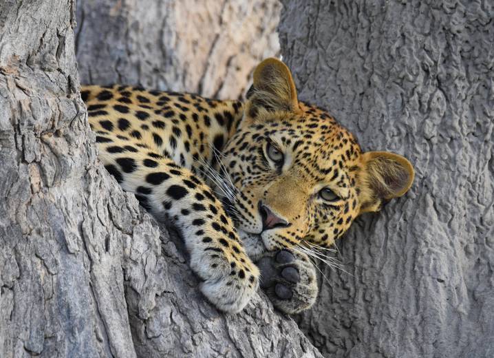Botswana - Zambia Fly-in reis Maart 2025