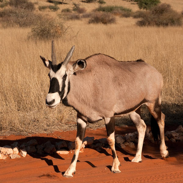 Namibi%c3%ab1145   bagatelle kalahari game ranch   antilope