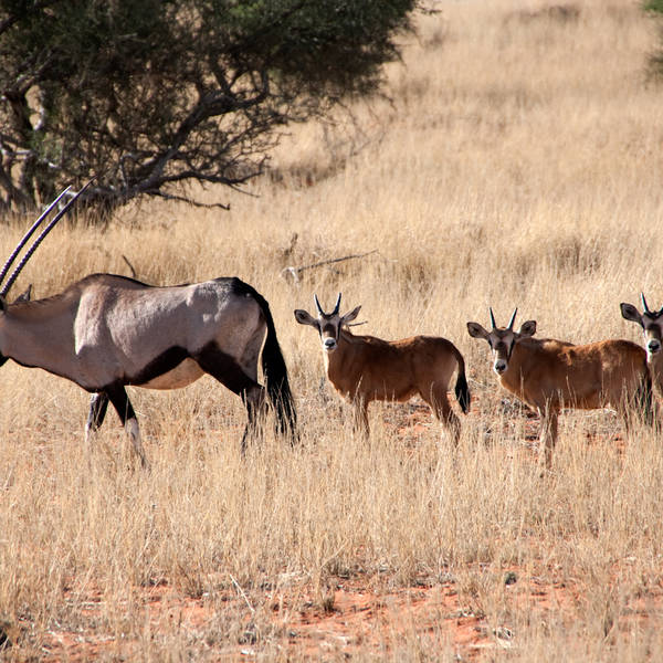 Namibi%c3%ab1105   bagatelle kalahari game drive   gemsbokken oryx