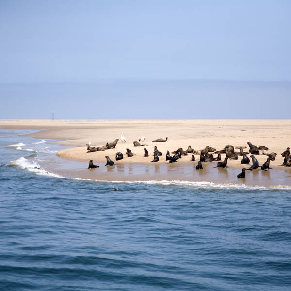 Namibi%c3%ab0662   catamarantocht in walvisbaai   pelikanen en zeeleeuwen op een zandbank