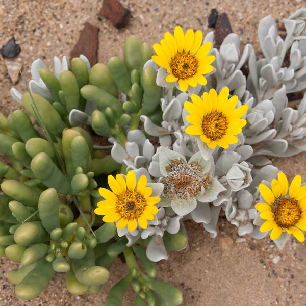 Namibi%c3%ab0953   kolmanskop   didelta carnosa var. tomentosa (gele bloem)