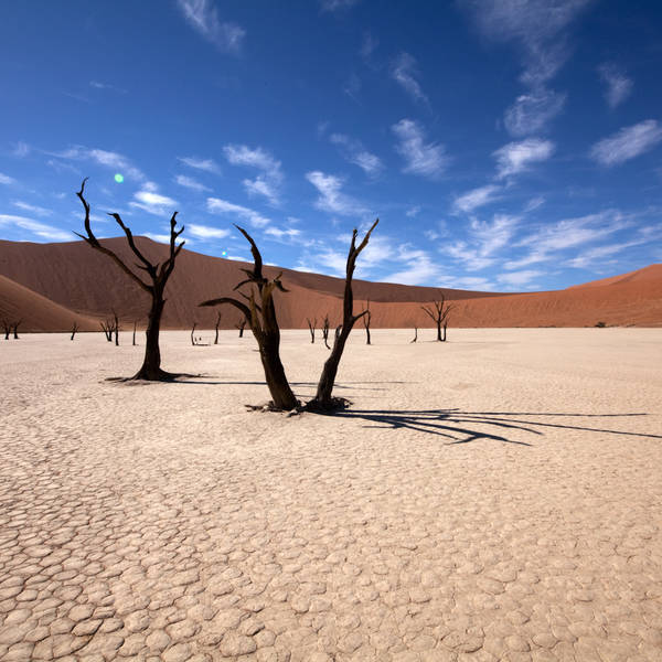 Namibi%c3%ab0814   deadvlei   kameeldoornbomen
