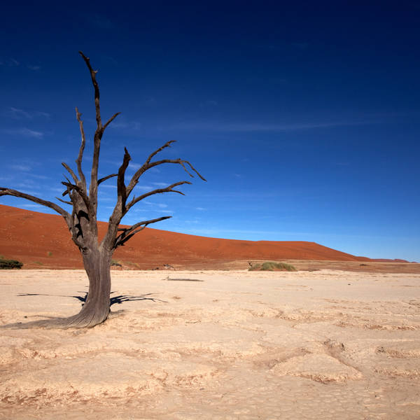 Namibi%c3%ab0807   deadvlei   kameeldoornboom