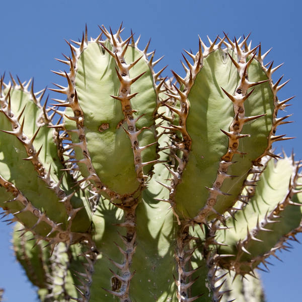 Namibi%c3%ab0742   gaubpas   cactus  euphorbia gifbos  6afe