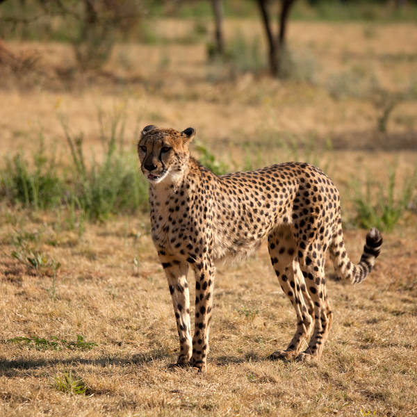 Namibi%c3%ab0109   cheeta conservation fund   cheeta op het domein