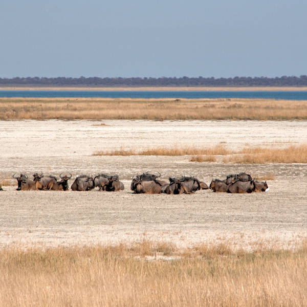 Namibi%c3%ab0306   etosha national park (game drive met de tourbus)   wilde beesten