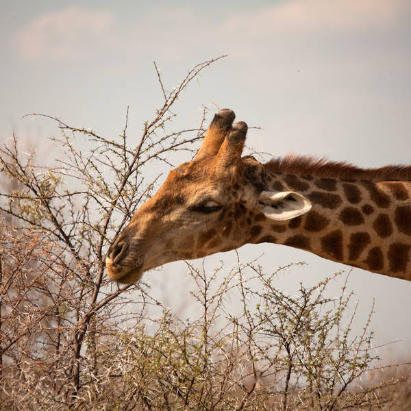 Namibi%c3%ab0275   etosha national park (2de game drive)   giraf