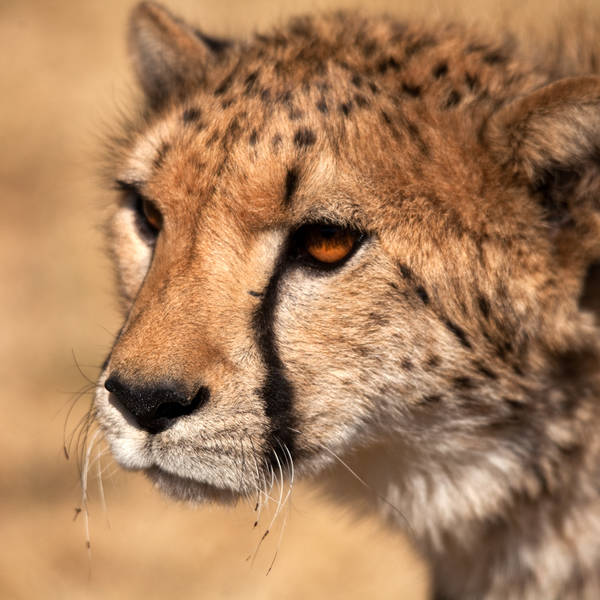 Namibi%c3%ab0117   cheeta conservation fund   cheeta op het domein