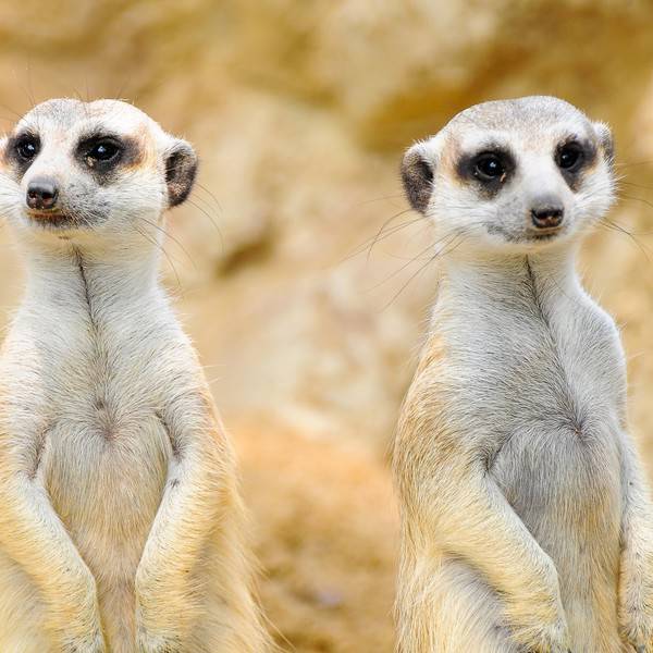 Shutterstock 75006433 meerkat (large)