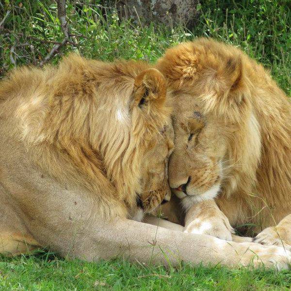 Lion brothers serengeti